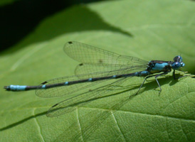 Aurora Damsel